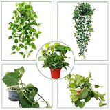 2 Pack Circle Trellis for Climbing Plants Indoor, 15" Gold Small Plant Trellis